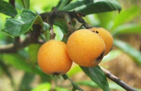 枇杷种类及图片一览 枇杷的种类及图片