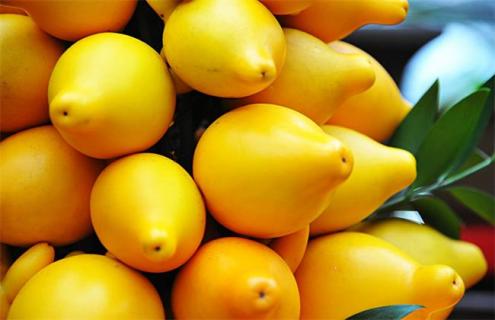 黄金果简介及图片一览 黄金果是什么 黄金果的功效与作用