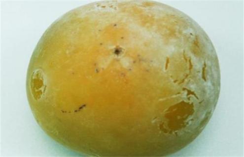 柿子常见品种及图片一览 柿子常见品种及图片一览图