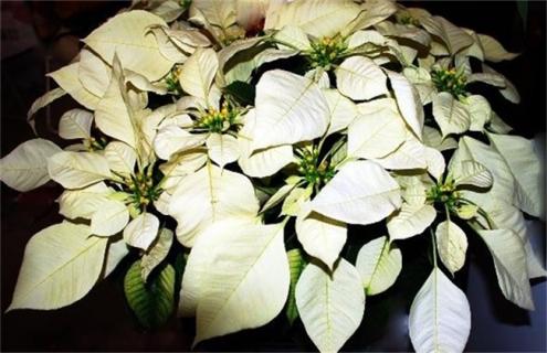 一品红品种及图片大全 一品红是什么东西