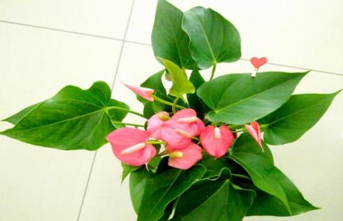 粉掌的图片大全 粉掌图片大全大图