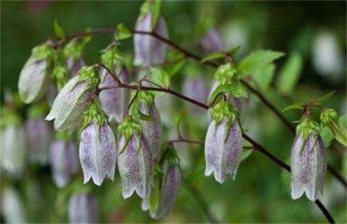 风铃草常见种类及图片一览（风铃草常见种类及图片一览）