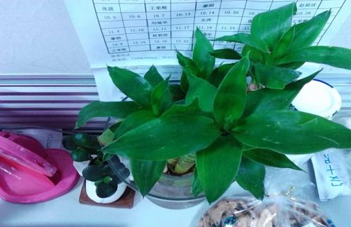 观音竹的图片大全 观音竹图片 寓意