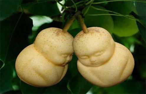 人参果简介及图片大全 人参果的图片和种类