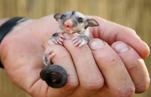 蜜袋鼯的图片大全（蜜袋鼯的图片大全 能飞）