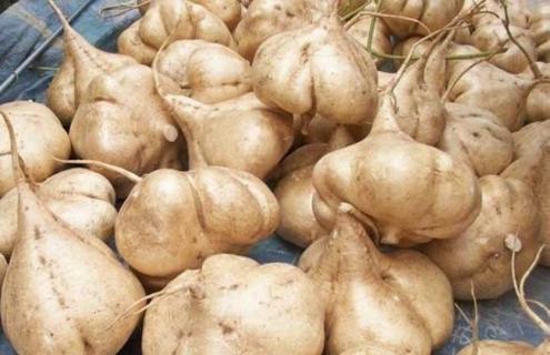 地瓜的简介及图片大全 地瓜的形态