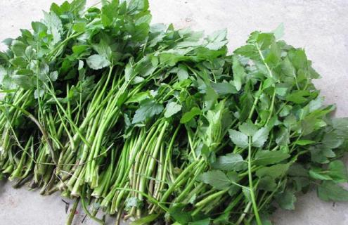 野菜有哪些常见品种（野菜有哪些常见品种名字）