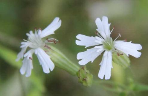 蝇子草的图片（蝇子草的图片大全）