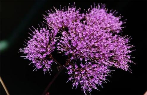 夕雾简介及图片大全（夕雾作者）