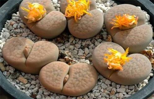 生石花简介 生石花简介60