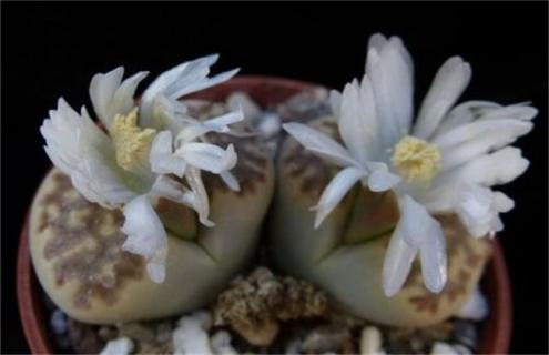 生石花品种及图片大全（生石花的品种及价格）