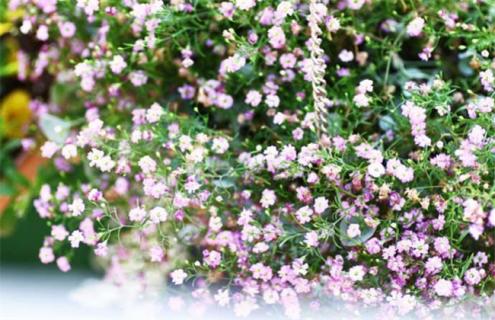 满天星品种及图片大全 满天星有几种