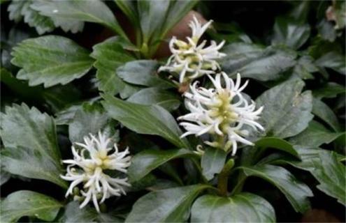 富贵草简介及图片大全 富贵草有什么功效