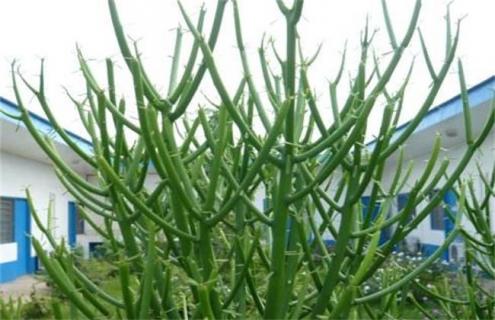 光棍树简介（光棍树长什么样子?）