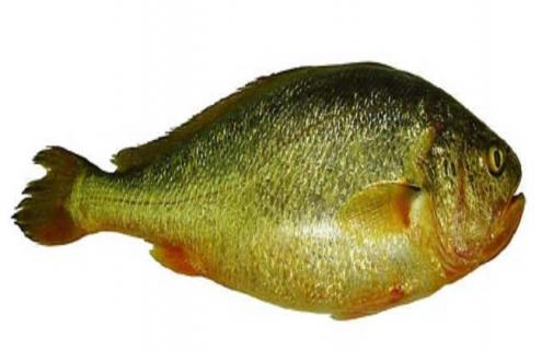 海鱼的常见种类及图片大全 海鱼的常见种类及图片大全大图