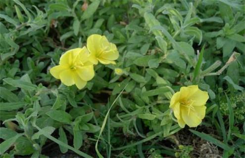 月见草品种图片大全（月见草品种图片大全欣赏）