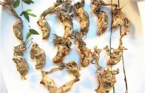 金蝉花的简介及图片大全 金蝉花是什么样子?有什么药效?