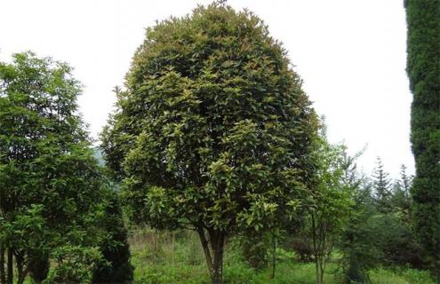 桂花品种图片大全 桂花品种图片大全及名称