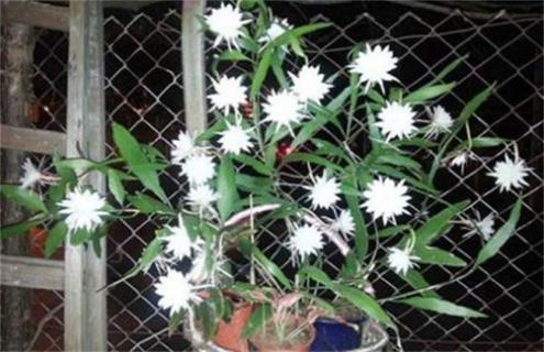 昙花品种及图片大全 昙花有几种?