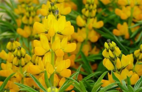 鲁冰花品种图片大全（鲁冰花品种图片大全欣赏）