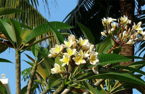 鸡蛋花简介及图片大全 鸡蛋花图片 花语
