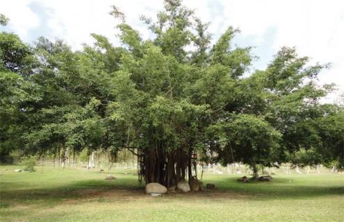 菩提树简介（菩提树图片大全大图）