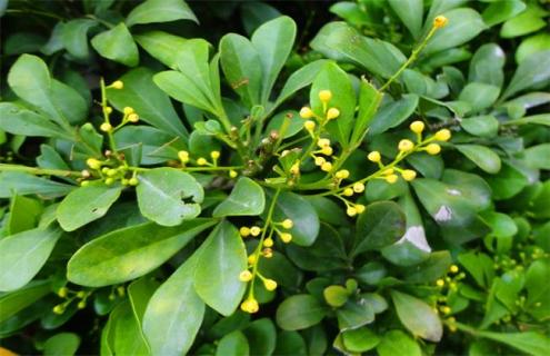 米兰花品种图片大全 米兰花品种图片大全欣赏