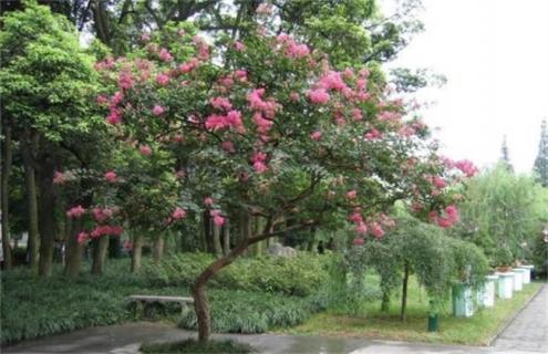 紫薇花简介及图片大全（紫薇花图片盆景）