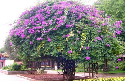 紫荆简介及图片大全（紫荆百科）