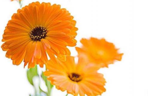 金盏花简介 金盏花的两种花语