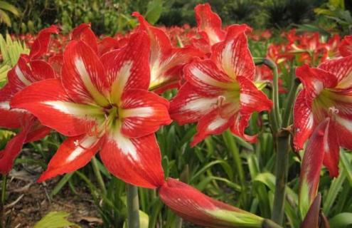 朱顶红简介及图片大全 朱顶红?