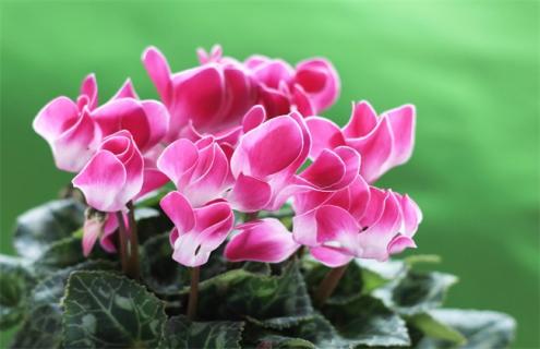 仙客来简介及图片大全（仙客来的简介）