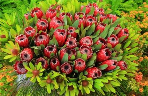 帝王花简介及图片大全 帝王花简介及图片大全欣赏