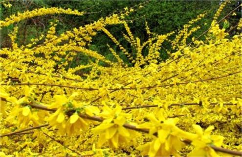 连翘花简介及图片大全 连翘花简介及图片大全大图