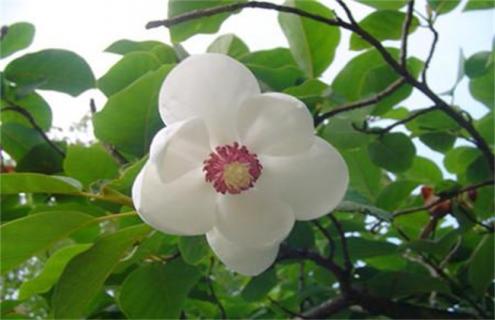 天女花简介及图片大全 天女花的花语寓意