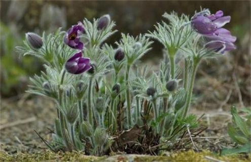 白头翁简介及品种图片大全 白头翁的种类和图片