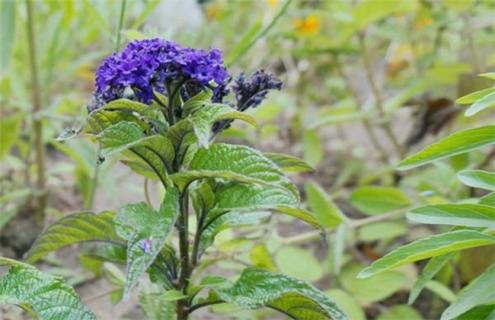 香水草简介及图片大全（香水草泡水的功效）
