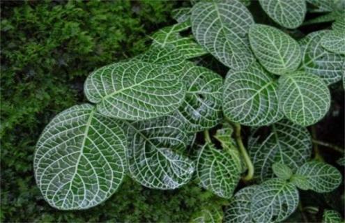 网纹草简介及品种图片大全（网纹草简介及品种图片大全集）