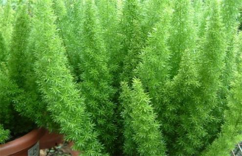 天门冬简介及图片欣赏（天门冬图片及药用价值）