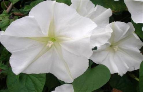 月光花简介及图片大全（月光花简介及图片大全）