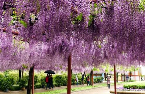 紫藤萝的简介及唯美图片欣赏（紫藤萝 图片）