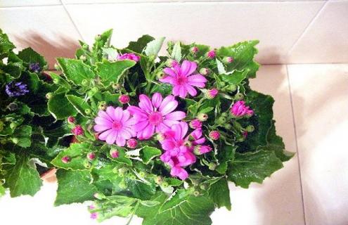 婚纱吊兰的简介及图片（婚纱吊兰的养殖方法和注意事项）