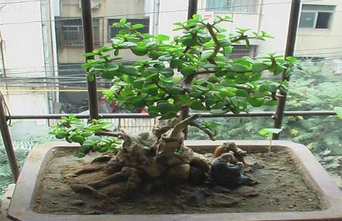 金枝玉叶盆景怎么做及造型图片参考 金枝玉叶盆景造型设计