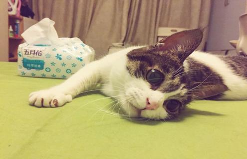 中华田园猫图片鉴赏（中华田园猫图片鉴赏大全）