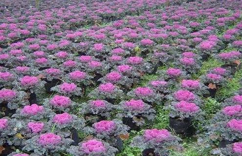 甘蓝的常见品种介绍 甘蓝的种类