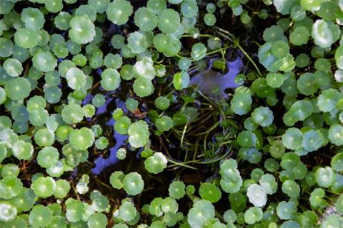 小叶金钱草的功效与作用 小叶金钱草的功效与作用和用量禁忌