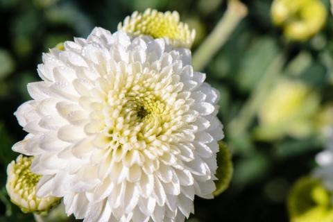 杭白菊的功效与作用（杭白菊的功效与作用图片）