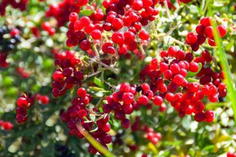 白刺果的功效与作用（白刺果的功效与作用及禁忌）