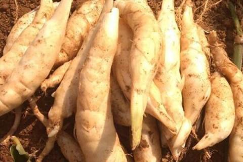 竹薯粉的功效与作用（竹薯粉的功效与作用及食用方法）