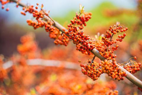 沙棘果汁的功效与作用 沙棘果汁的功效与作用百度